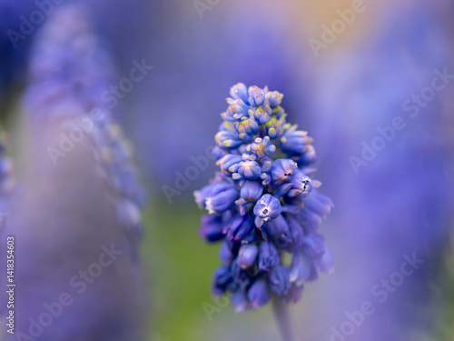 Obraz na płótnie kwiaty na wiosnę fioletowe szafirki macro bokeh w salonie