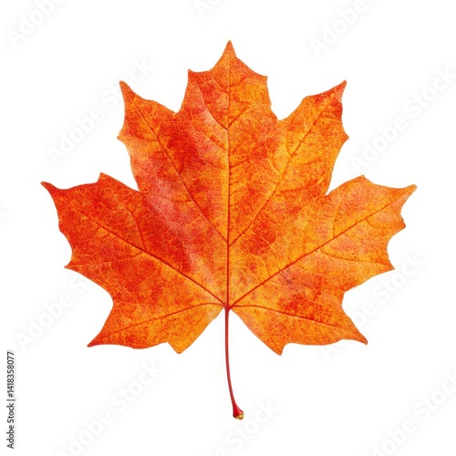 Wallpaper Mural Orange maple leaf detailed texture isolated on white background Torontodigital.ca