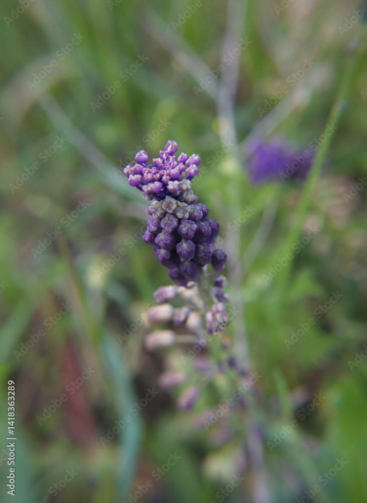 Leopoldia comosa (syn. Muscari comosum) is a perennial bulbous flowering plant in the family Asparagaceae. Usually called the tassel hyacinth or tassel grape hyacinth Leopoldia comosa (syn. Muscari comosum) is a perennial bulbous flowering plant in the family Asparagaceae. Usually called the tassel hyacinth or tassel grape hyacinth