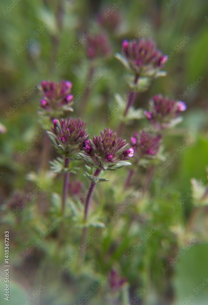 Bellardia, Parentucellia latifolia, red bartsia, red tarweed, broadleaf glandweed plant in bloom Bellardia, Parentucellia latifolia, red bartsia, red tarweed, broadleaf glandweed plant in bloom