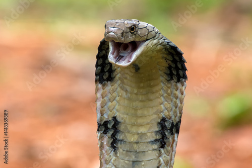 Close up of a king cobra snake