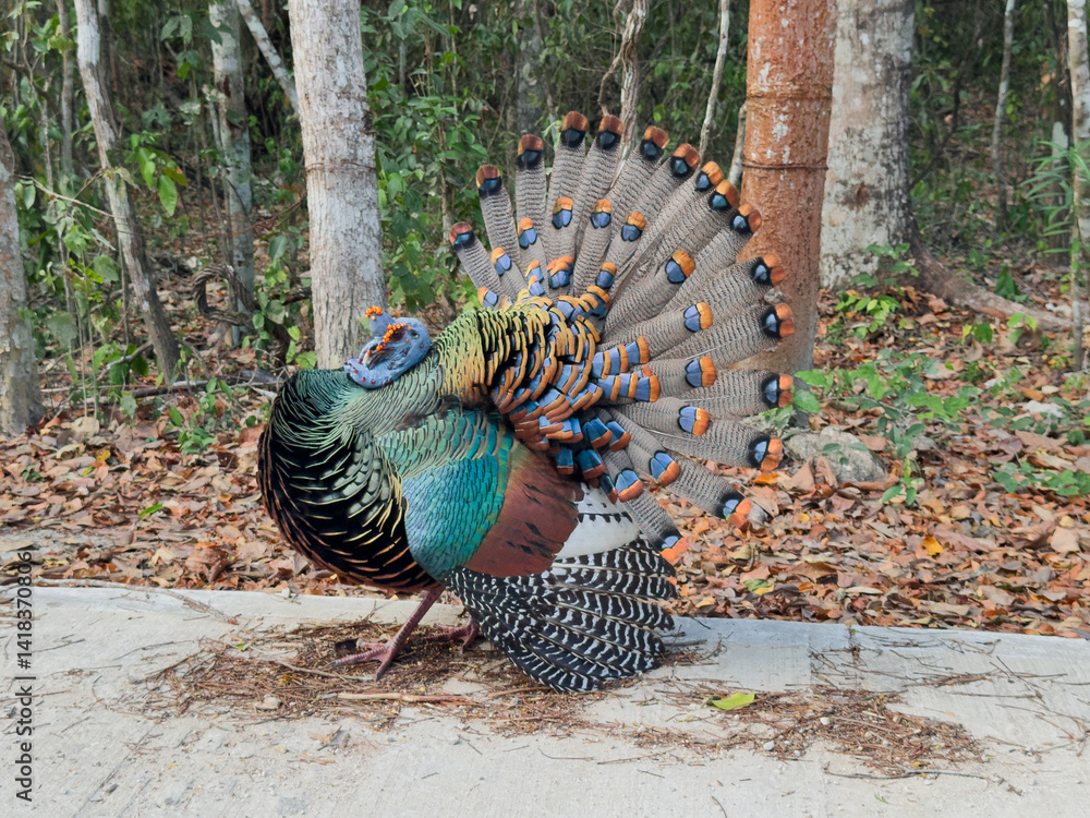 Pavo ocelado - Meleagris ocellata en Calakmul, Campeche, México