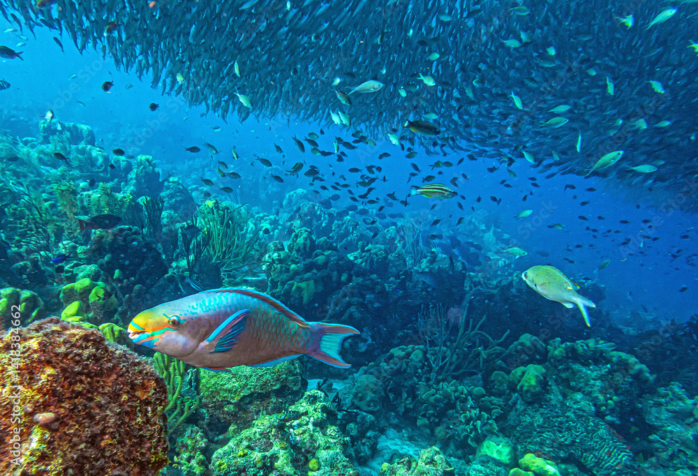Caribbean coral garden, underwaterBonaire