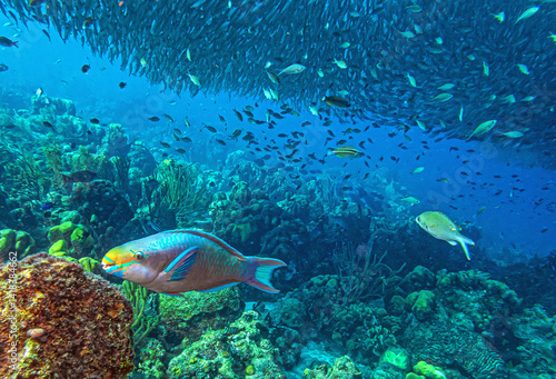 Obraz na płótnie Caribbean coral garden, underwaterBonaire w salonie