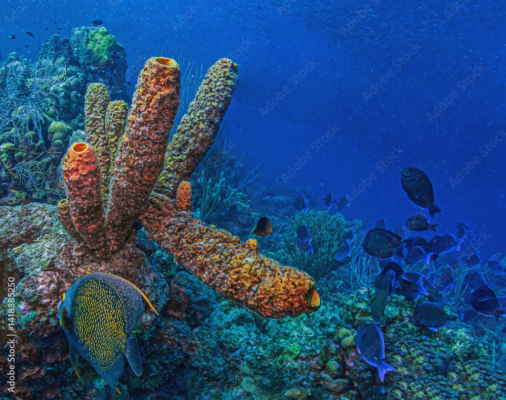 Caribbean coral garden, underwaterBonaire