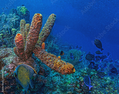 Obraz na płótnie Caribbean coral garden, underwaterBonaire w salonie