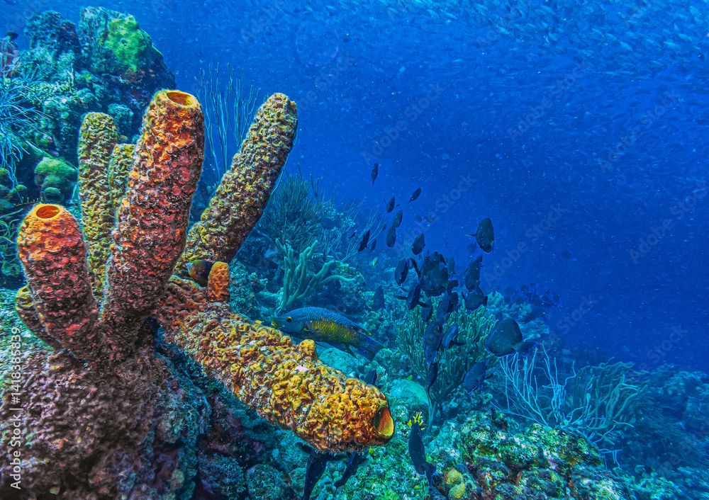 Caribbean coral garden, underwaterBonaire