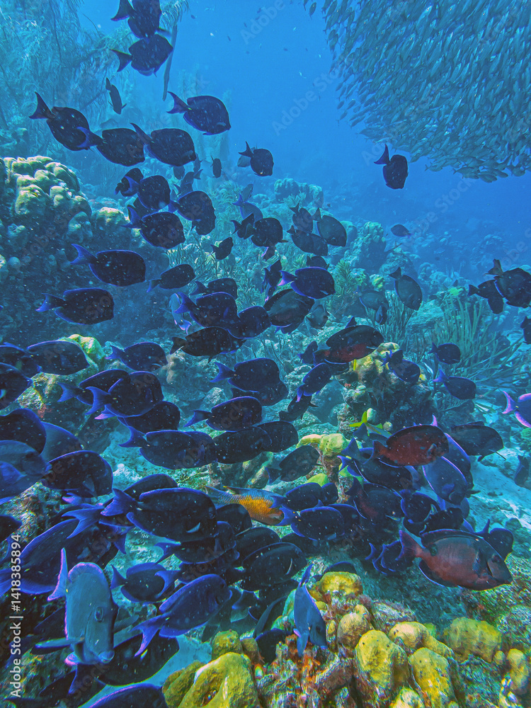 Caribbean coral garden, underwaterBonaire