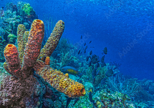 Obraz na płótnie Caribbean coral garden, underwaterBonaire w salonie