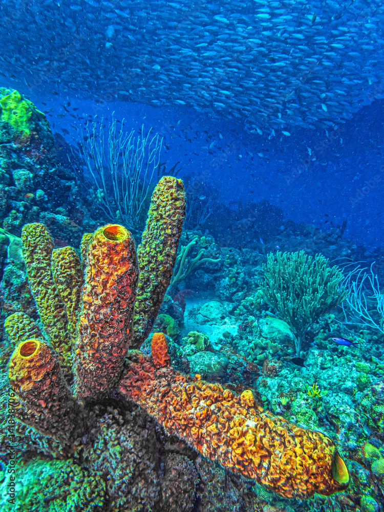 Caribbean coral garden, underwaterBonaire