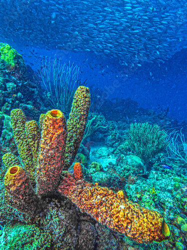 Obraz na płótnie Caribbean coral garden, underwaterBonaire w salonie