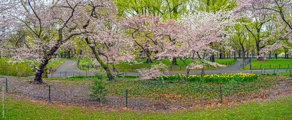 Central Park in spring, early morning