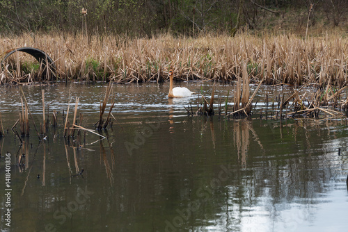 A nature scene showing a young Swan in a pond in Scotland on a spring day.