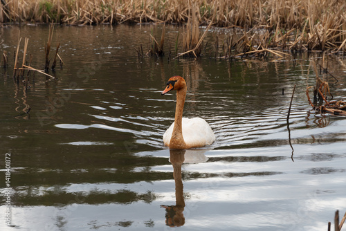 A nature scene showing a young Swan in a pond in Scotland on a spring day.