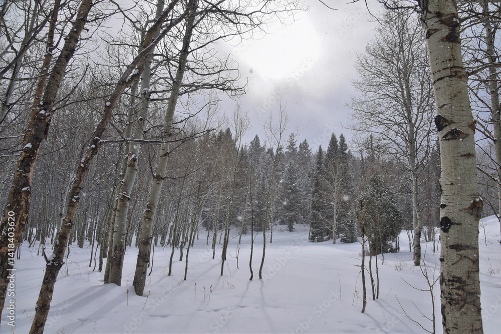 Tibble Fork Loop winter storm snow views from hiking trail Lone Peak Wilderness Uinta Wasatch Cache National Forest, Rocky Mountains, Utah. United States.
