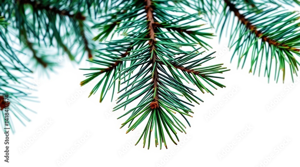 Naklejka premium Close-up of pine needles on a branch.