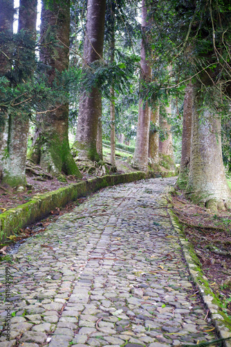 footpath in the woods