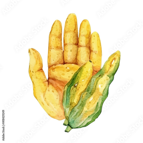 illustration of Buddhaas Hand Citron Displayed Open, watercolor vector, isolated on a white background.
