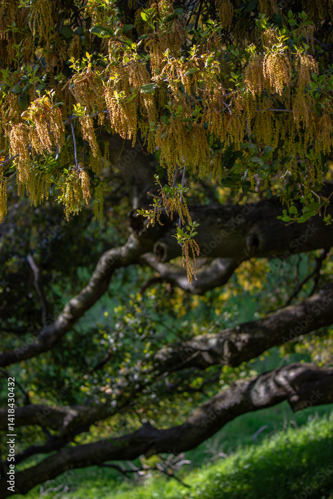 Blooming oak tree with pollen-covered catkins hanging from branches in spring