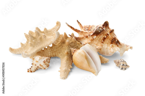 Different sea shells and st...