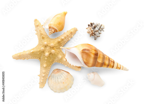 Different sea shells and st...