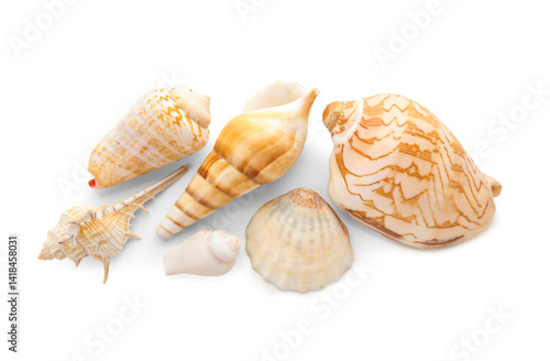 Different sea shells on whi...