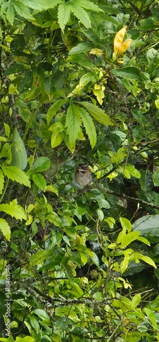 Wallpaper Mural Flora y Fauna Medellín Colombia Torontodigital.ca