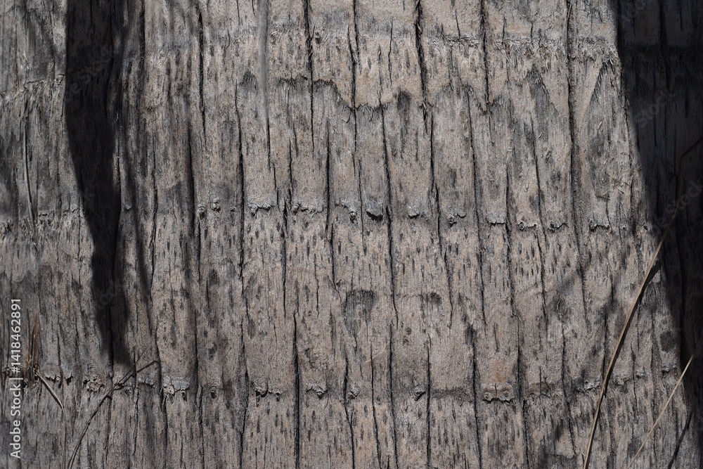 Obraz premium palm. sunlight. texture. palm. tree