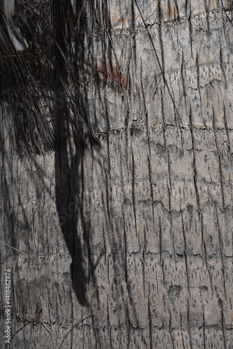 palm. sunlight. texture. palm. tree