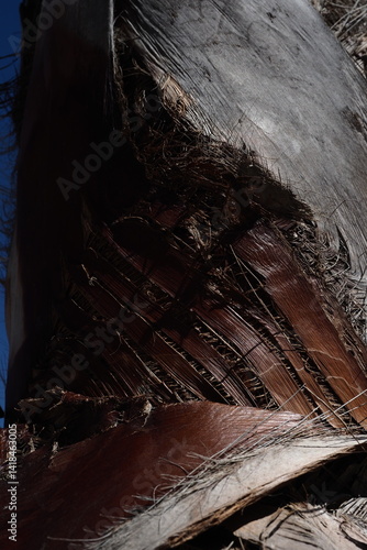 palm. sunlight. texture. palm. tree