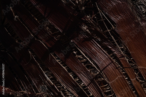 palm. sunlight. texture. palm. tree