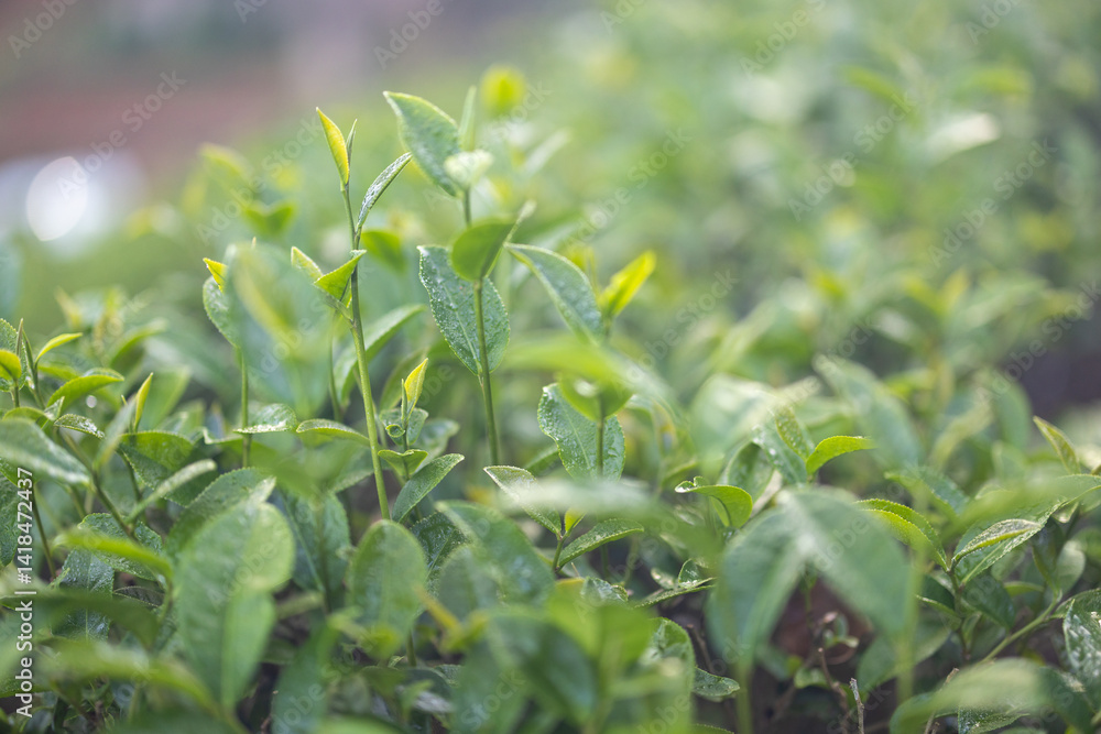 Obraz premium Green tea buds and leaves at early morning on plantation, tea plantation background, tea plantation in morning light, Green tea buds and leaves at early morning on plantation