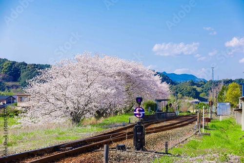 線路と桜
