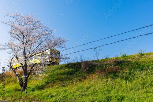 列車と桜