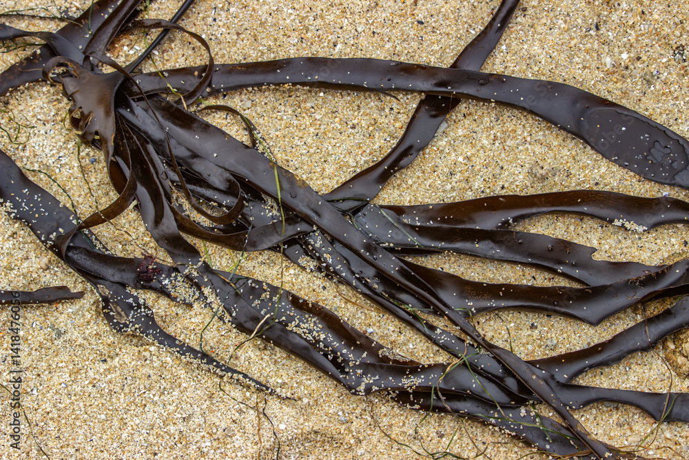 Strands of kelp washed ashore on a sandy beach in Carmel, California