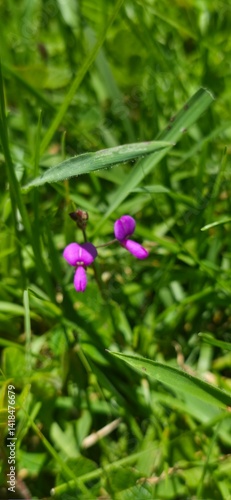 Flora y Fauna Medellín Colombia
