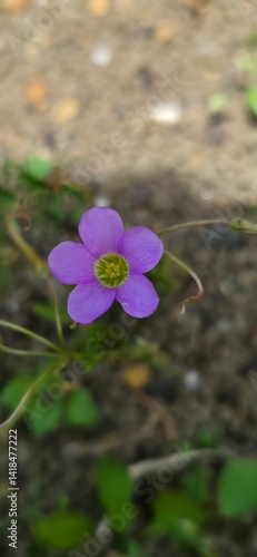 Flora y Fauna Medellín Colombia