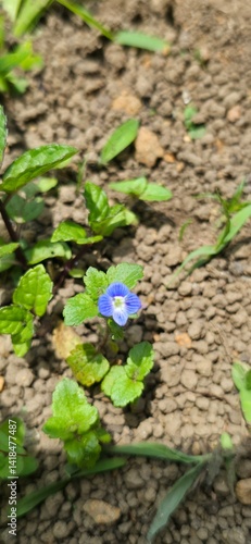 Flora y Fauna Medellín Colombia