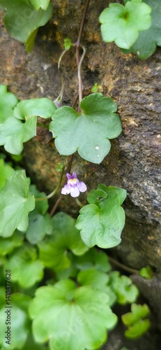 Flora y Fauna Medellín Colombia