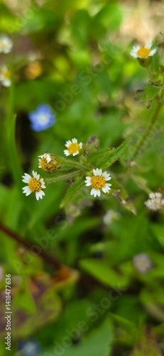 Flora y Fauna Medellín Colombia