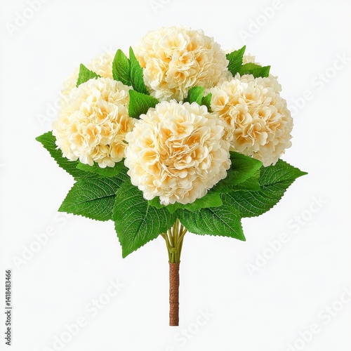 Cream Hydrangea Bouquet with Green Leaves on White