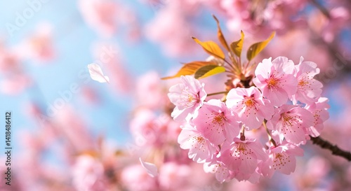 Close-up of soft pink cherry blossom flowers with delicate petals drifting in the wind