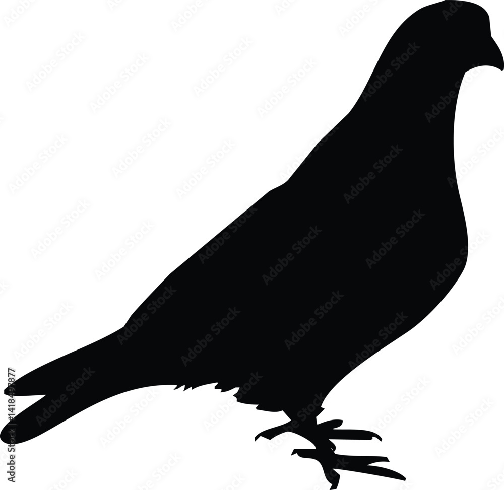 Obraz premium Silhouette Pigeons