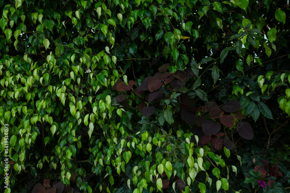 Tropical leaf background with vivid, high contrast greens Tropical leaf background with vivid, high contrast greens