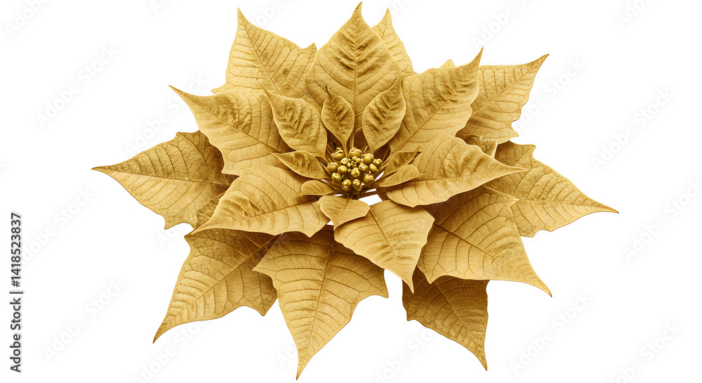 Fototapeta premium Golden poinsettia on a white field