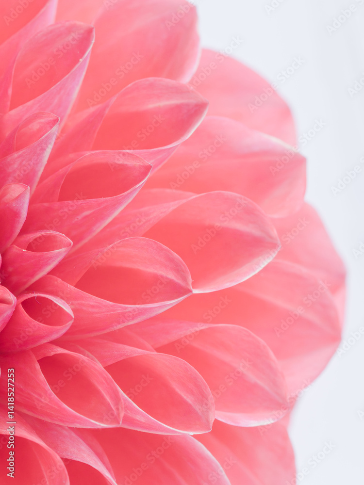 Fototapeta premium 赤色のダリアの花のアップ12
