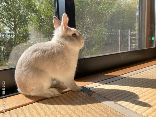 ペットのうさぎがひなたぼっこ