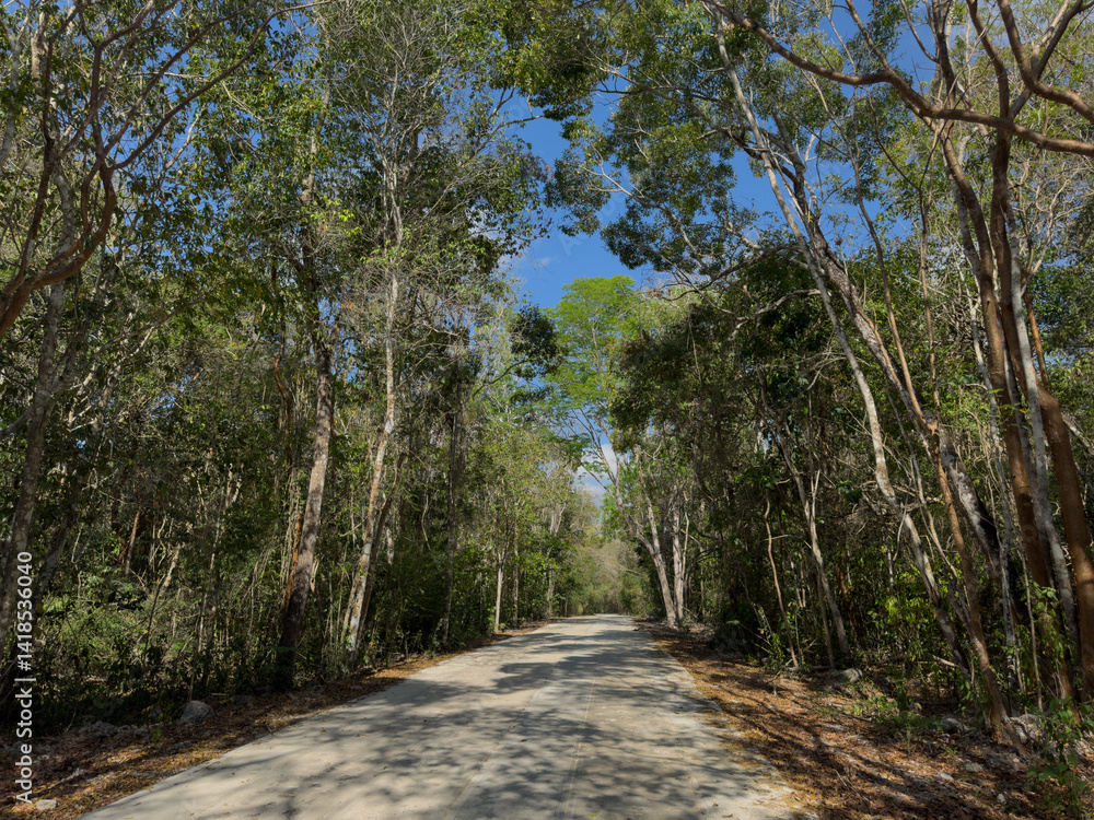 Camino en el interior de la Reserva de la Biosfera de Calakmul, Campeche, México