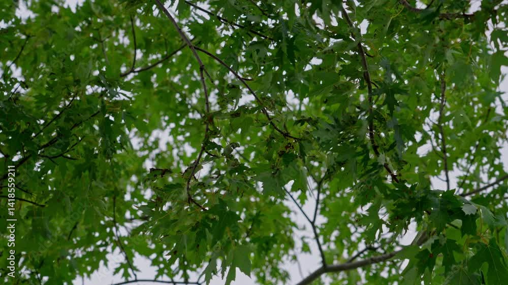 Leaves swaying gently in the wind against a backdrop of blue sky Leaves swaying gently in the wind against a backdrop of blue sky