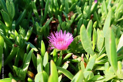 A single pink flower blooms amid thick green vegetation along a breezy seaside bluff.